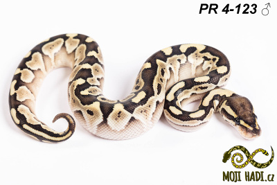 hadi na prodej, mládě, český chov hadů, odchov hadů, mojihadi.cz, Python regius, ballpython, krajta královská,lesser,